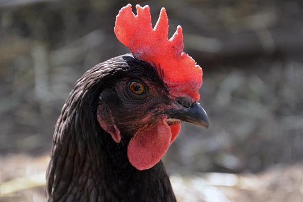 Paines Hill House 6.jpg